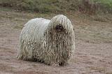 KOMONDOR 117